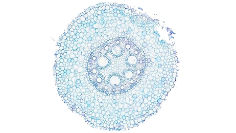 细胞生物-透明.png